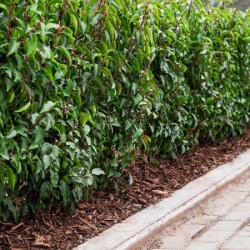 Prunus lusitanica 'Angustifolia' – Portugál babérmeggy