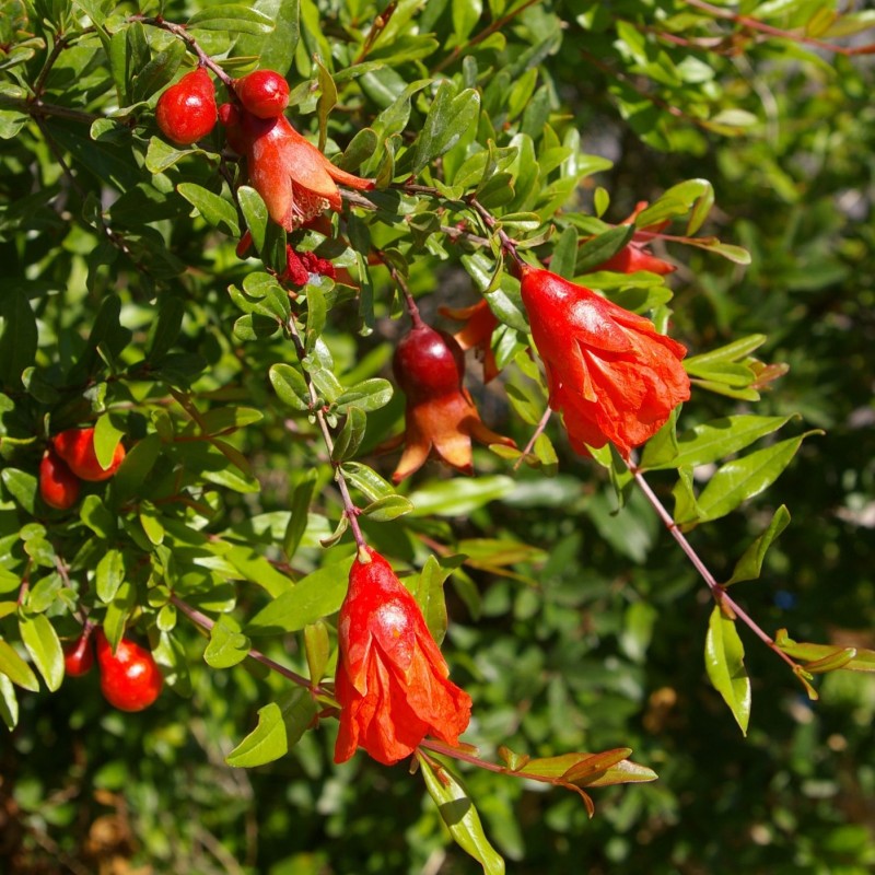 Punica granatum ‘Nana’ - Törpe gránátalma