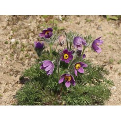 Pulsatilla vulgaris - Nyugati kökörcsin