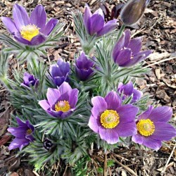 Pulsatilla vulgaris - Nyugati kökörcsin