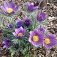 Pulsatilla vulgaris - Nyugati kökörcsin