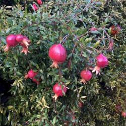 Punica granatum ‘Nana’ - Törpe gránátalma