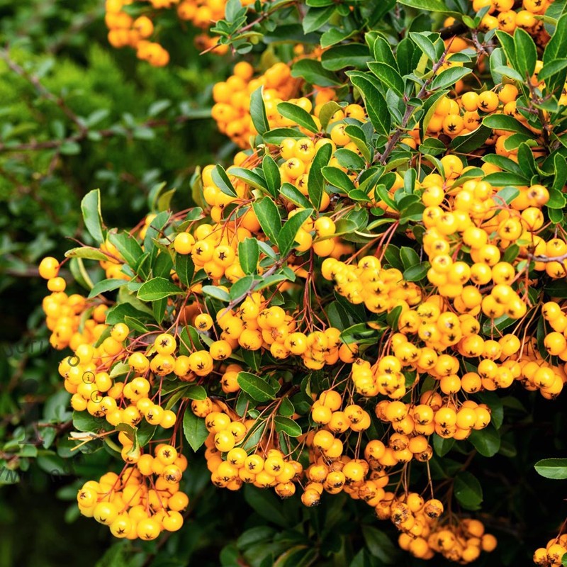 Tűztövis - Pyracantha Golden Charmer