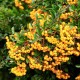 Tűztövis - Pyracantha Golden Charmer