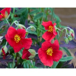 Helianthemum ‘Red Dragon’ - Napvirág