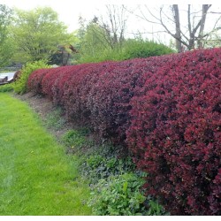 Berberis thunbergii ‘Red Pillar’ - Oszlopos Jappan Borbolya