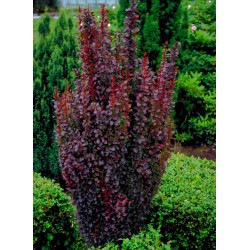 Berberis thunbergii ‘Red Pillar’ - Oszlopos Jappan Borbolya