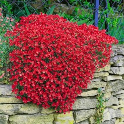 Aubrieta 'Florado Red' – Bíborpiros pázsitviola