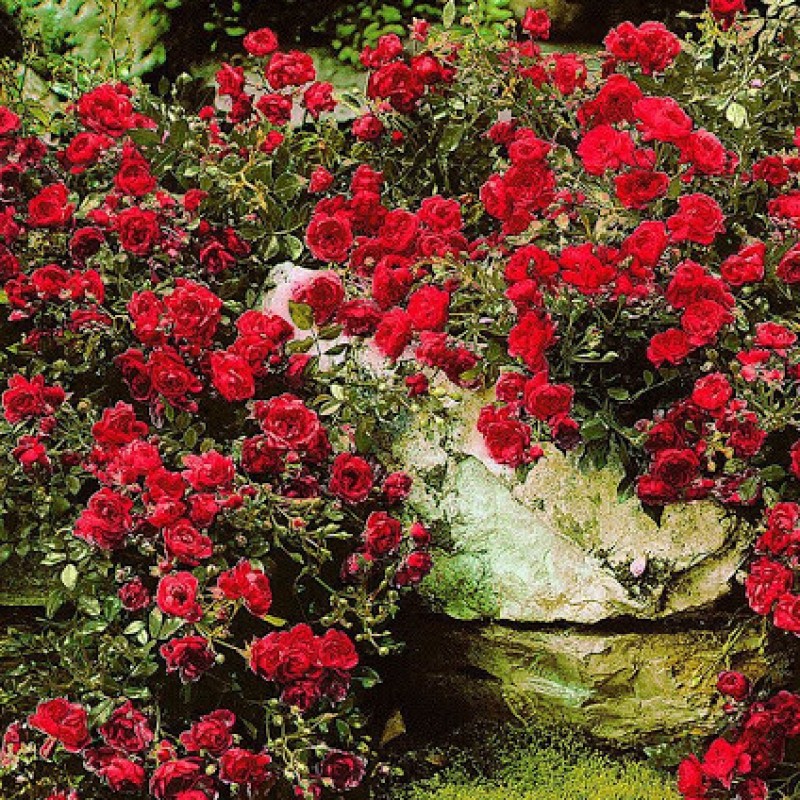 Törpe ágyásrózsa - Rosa 'Rote Fairy'