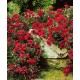 Törpe ágyásrózsa - Rosa 'Rote Fairy'