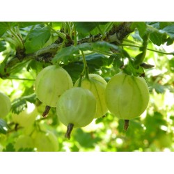 Ribes uva-crispa ‘Hinnonmäki Grön’ – Bőtermő zöld egres