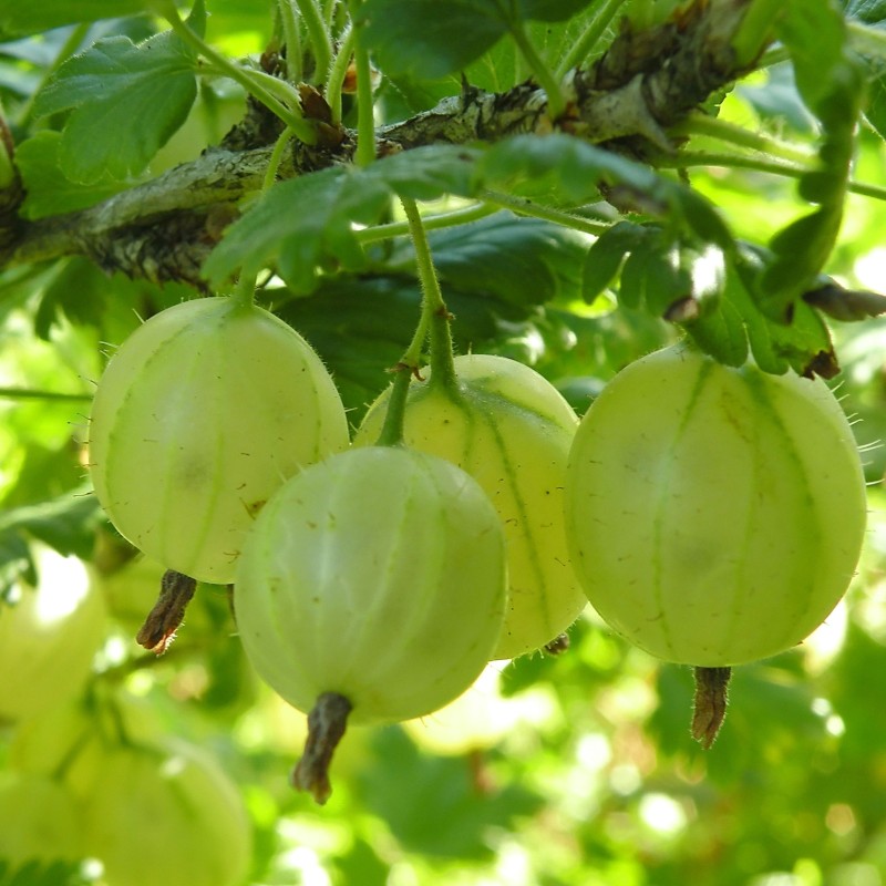 Ribes uva-crispa ‘Hinnonmäki Grön’ – Bőtermő zöld egres