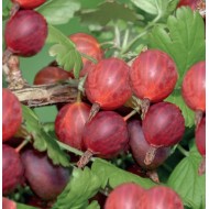 Ribes uva-crispa ‘Hinnonmäki Röd’ – Piros egres