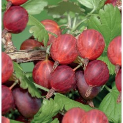 Ribes uva-crispa ‘Hinnonmäki Röd’ – Piros egres