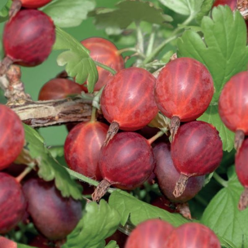 Ribes uva-crispa ‘Hinnonmäki Röd’ – Piros egres