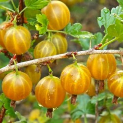 Ribes uva-crispa ‘Hinnonmäki Yellow’ – Sárga egres