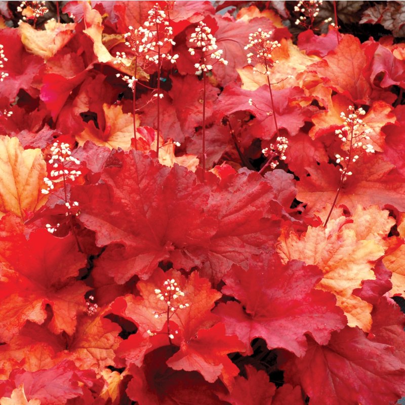 Heuchera ‘Rio’ – Tűzeső