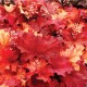 Heuchera ‘Rio’ – Tűzeső
