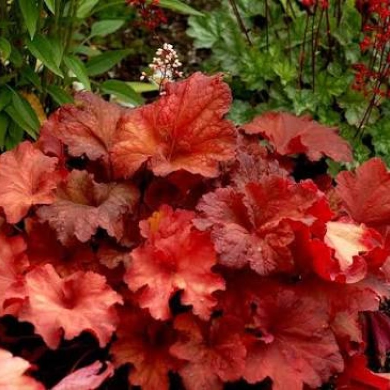 Heuchera ‘Rio’ – Tűzeső