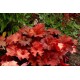 Heuchera ‘Rio’ – Tűzeső