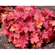 Heuchera ‘Rio’ – Tűzeső