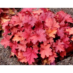 Heuchera ‘Rio’ – Tűzeső