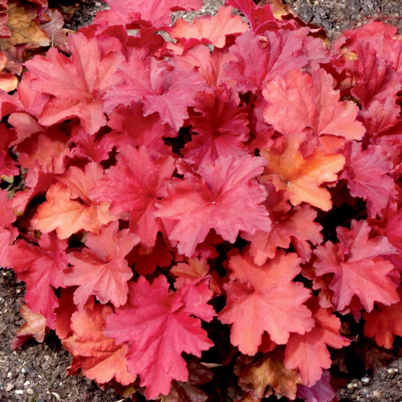 Heuchera ‘Rio’ – Tűzeső