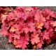 Heuchera ‘Rio’ – Tűzeső