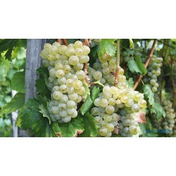 Olaszrizling B.20/16 Borszőlő