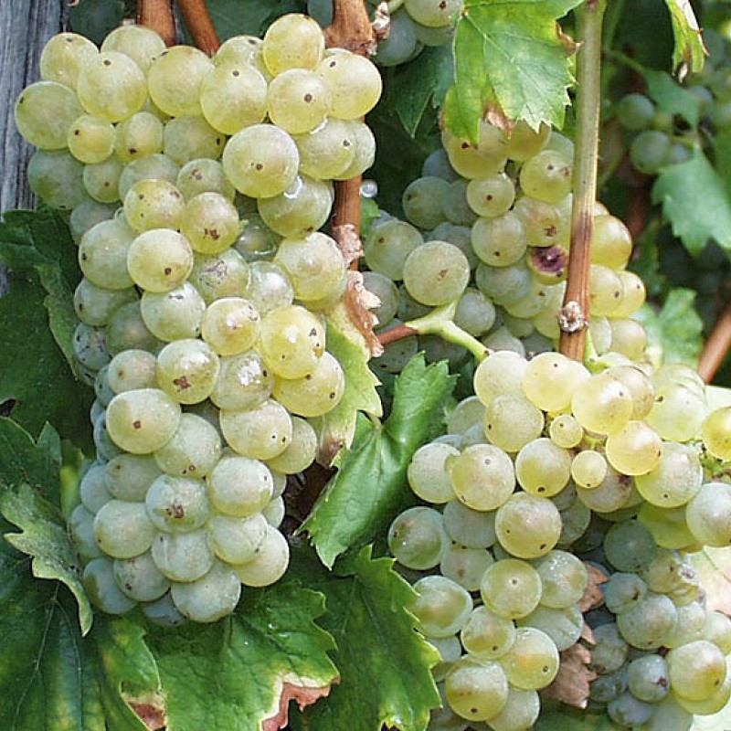 Olaszrizling B.20/16 Borszőlő