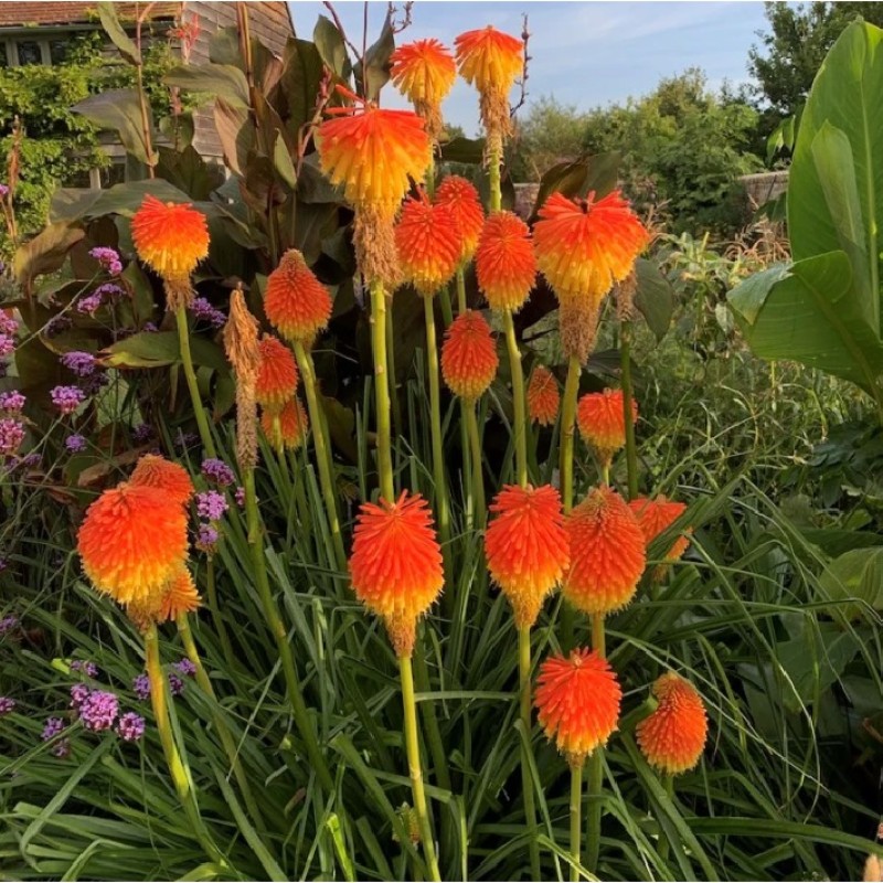 Kniphofia rooperi – Fáklyaliliom