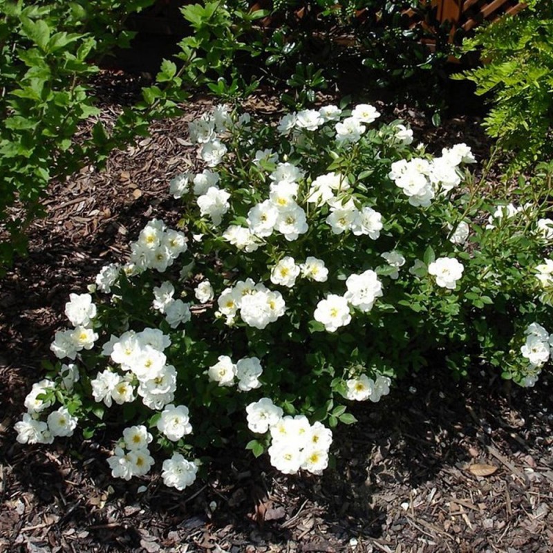 Törpe ágyásrózsa - Rosa 'Sea Foam'