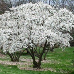 Magnolia stellata 'Royal Star' - Fehér csillagvirágú liliomfa