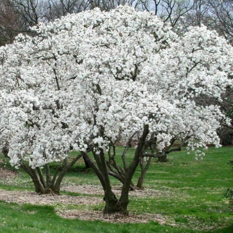 Magnolia stellata 'Royal Star' - Fehér csillagvirágú liliomfa