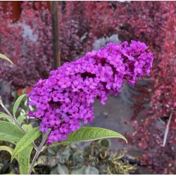 Buddleia davidii 'Royal Red'- Bíborlila nyáriorgona