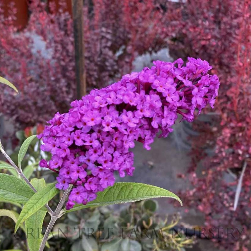Buddleia davidii 'Royal Red'- Bíborlila nyáriorgona