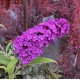 Buddleia davidii 'Royal Red'- Bíborlila nyáriorgona