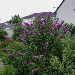 Buddleia davidii 'Royal Red'- Bíborlila nyáriorgona