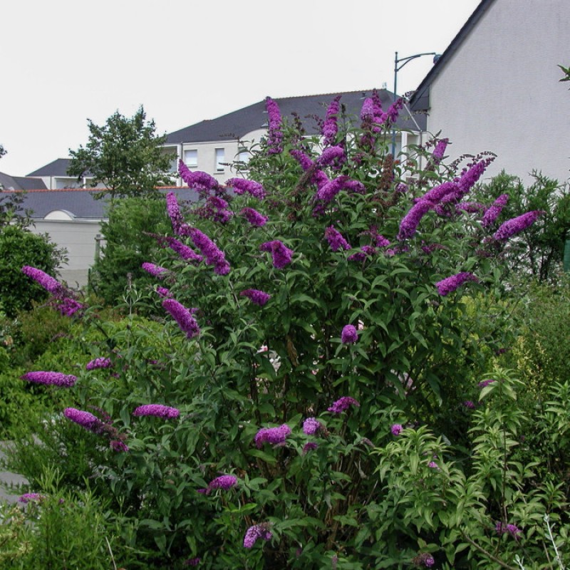 Buddleia davidii 'Royal Red'- Bíborlila nyáriorgona
