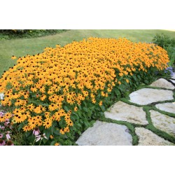 Rudbeckia fulgida 'Little Goldstar'  - Törpe Pompás Kúpvirág