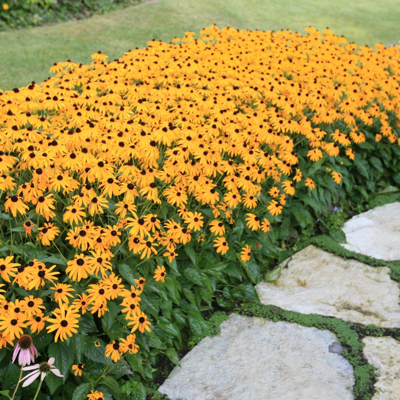 Rudbeckia fulgida 'Little Goldstar'  - Törpe Pompás Kúpvirág