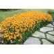 Rudbeckia fulgida 'Little Goldstar'  - Törpe Pompás Kúpvirág