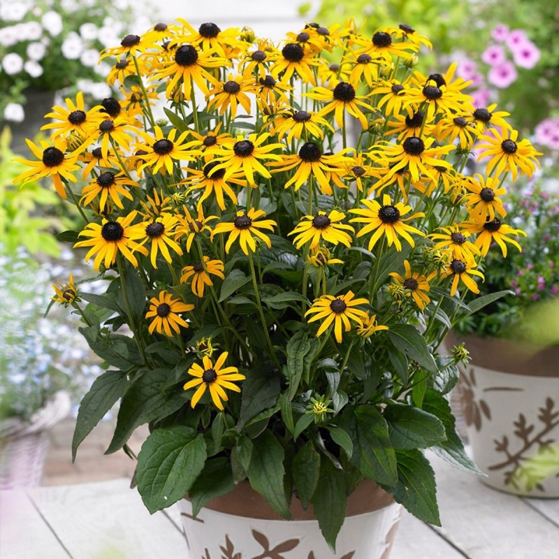 Rudbeckia fulgida 'Little Goldstar'  - Törpe Pompás Kúpvirág