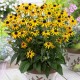 Rudbeckia fulgida 'Little Goldstar'  - Törpe Pompás Kúpvirág