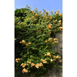 Campsis radicans Flava - Trombitafolyondár