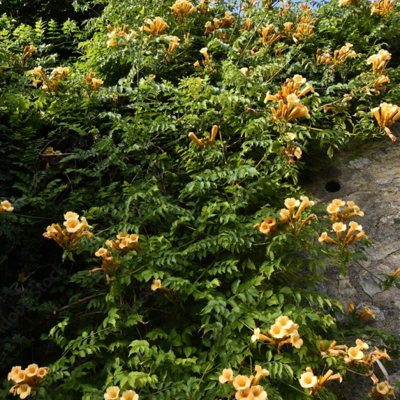 Campsis radicans Flava - Trombitafolyondár