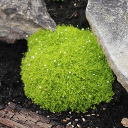 Sagina subulata ‘Aurea’ – aranyszínű ír moha