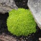 Sagina subulata ‘Aurea’ – aranyszínű ír moha