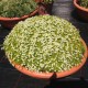 Sagina subulata ‘Aurea’ – aranyszínű ír moha