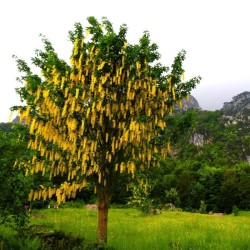 Laburnum anagyroides – Aranyeső